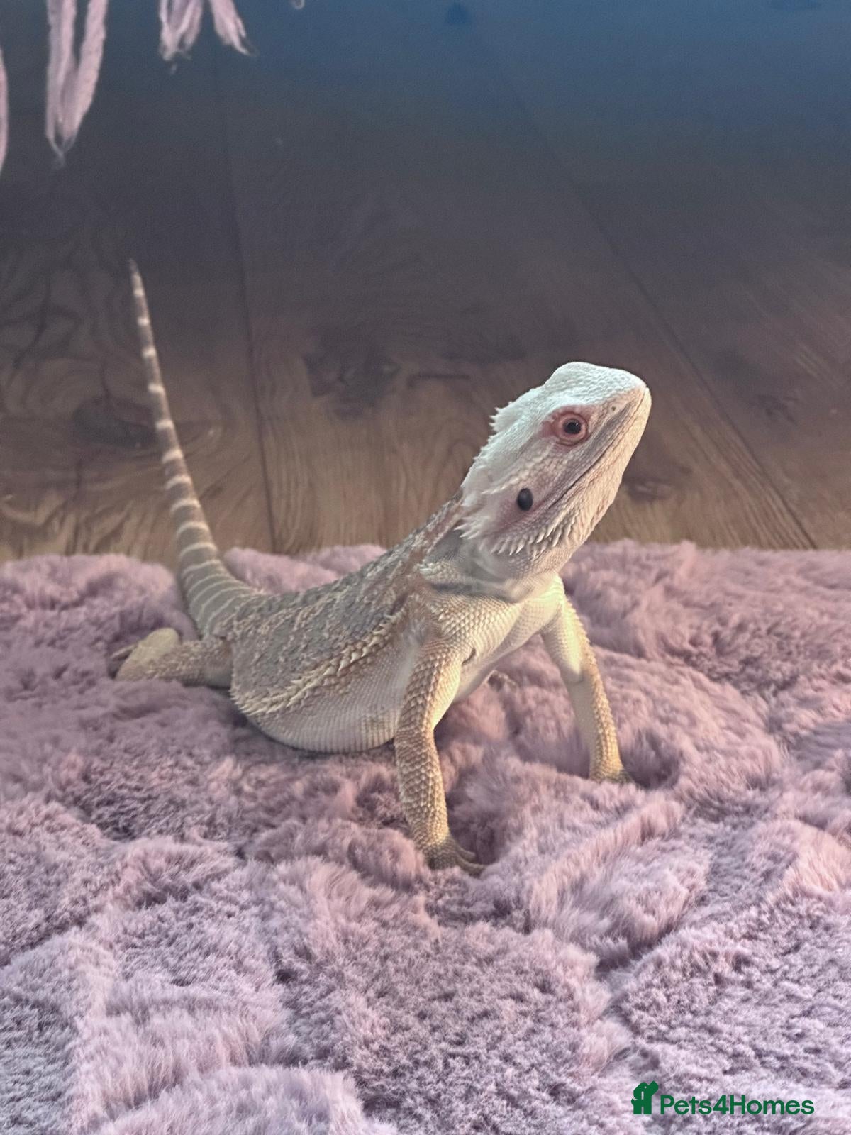 Bearded Dragon reptiles Bearded Dragon and set up for sale  - Advert 18