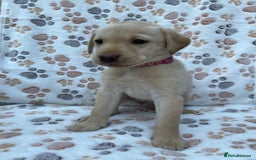Labrador Retriever dogs for sale: **PEDIGREE, KC REGISTERED AND HIP SCORED** - Image 35