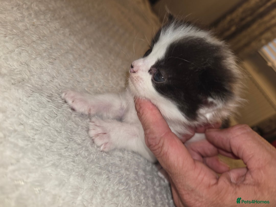 Domestic Shorthair cats for sale: Kittens for sale - Image 4