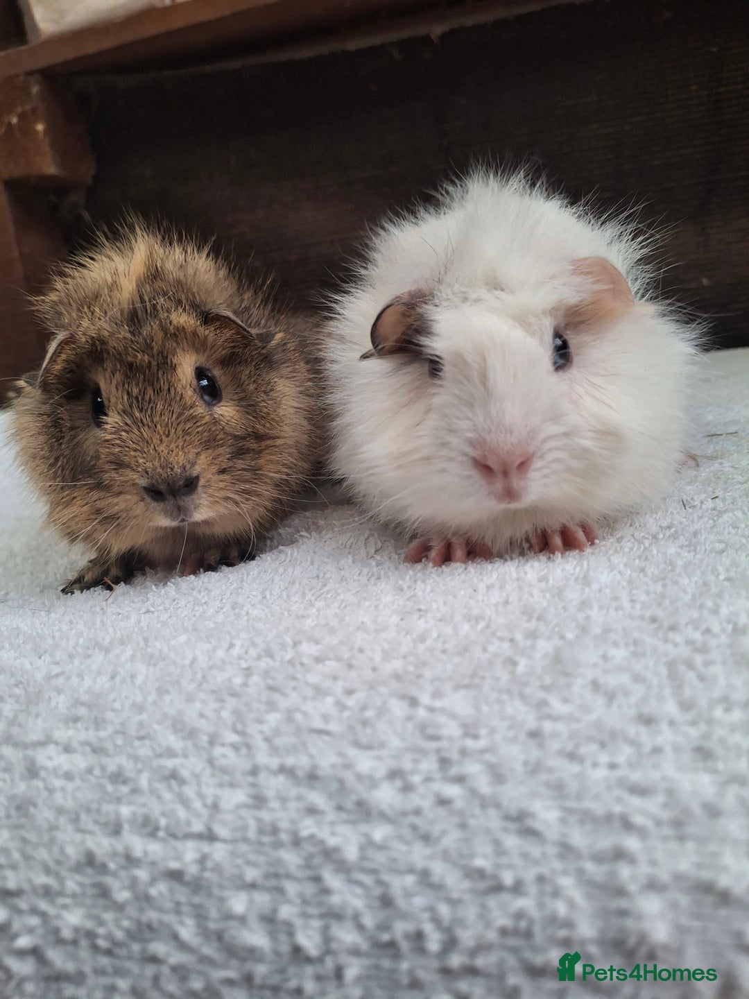 Guinea Pig rodents for sale: Baby Male Guineapigs  - Image 6