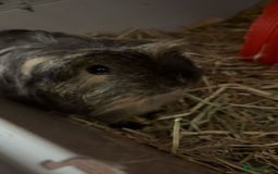 Guinea Pig rodents for sale: Three guinea pigs for sale  - Image 4