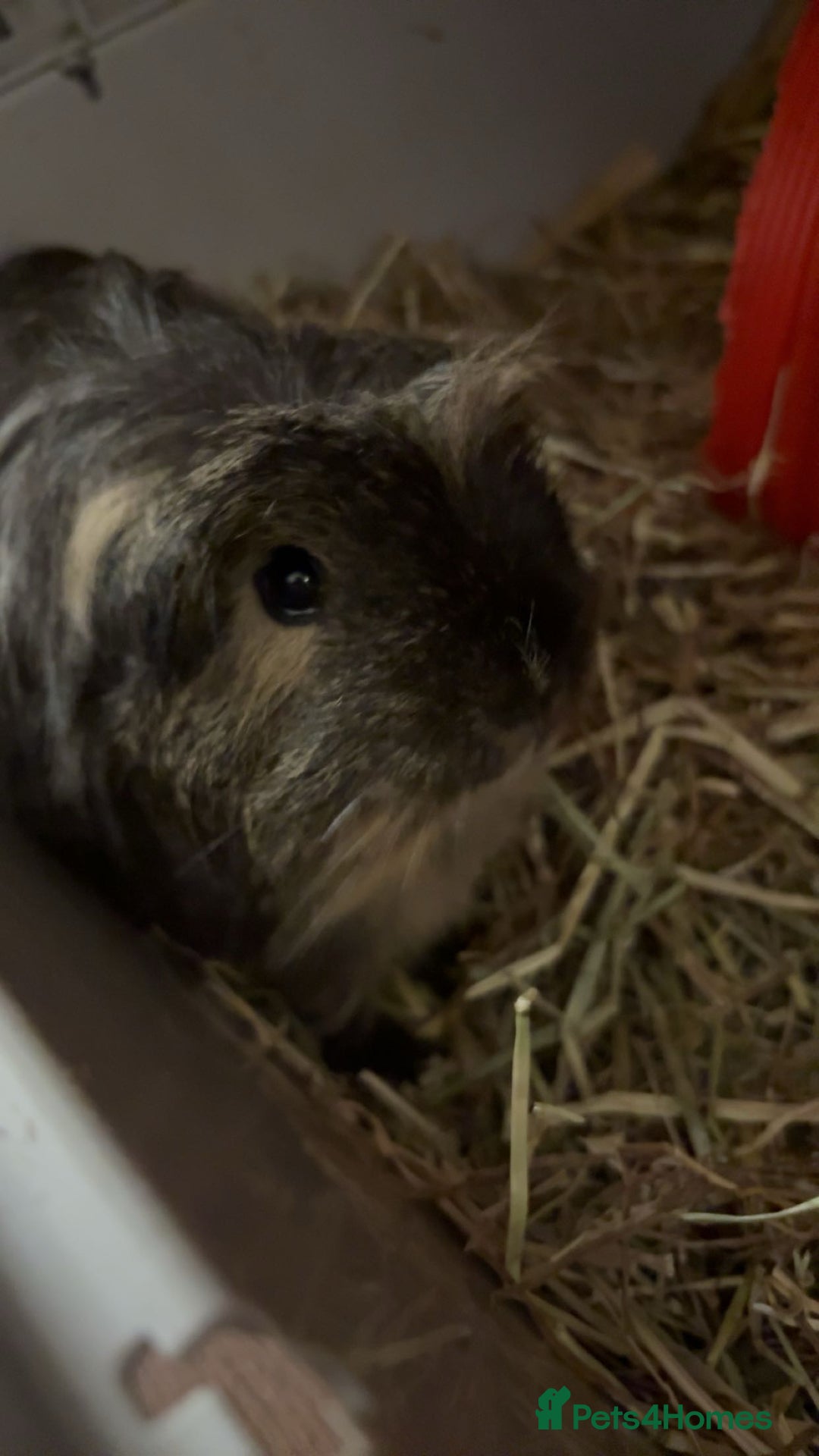 Guinea Pig rodents for sale: Three guinea pigs for sale  - Image 4