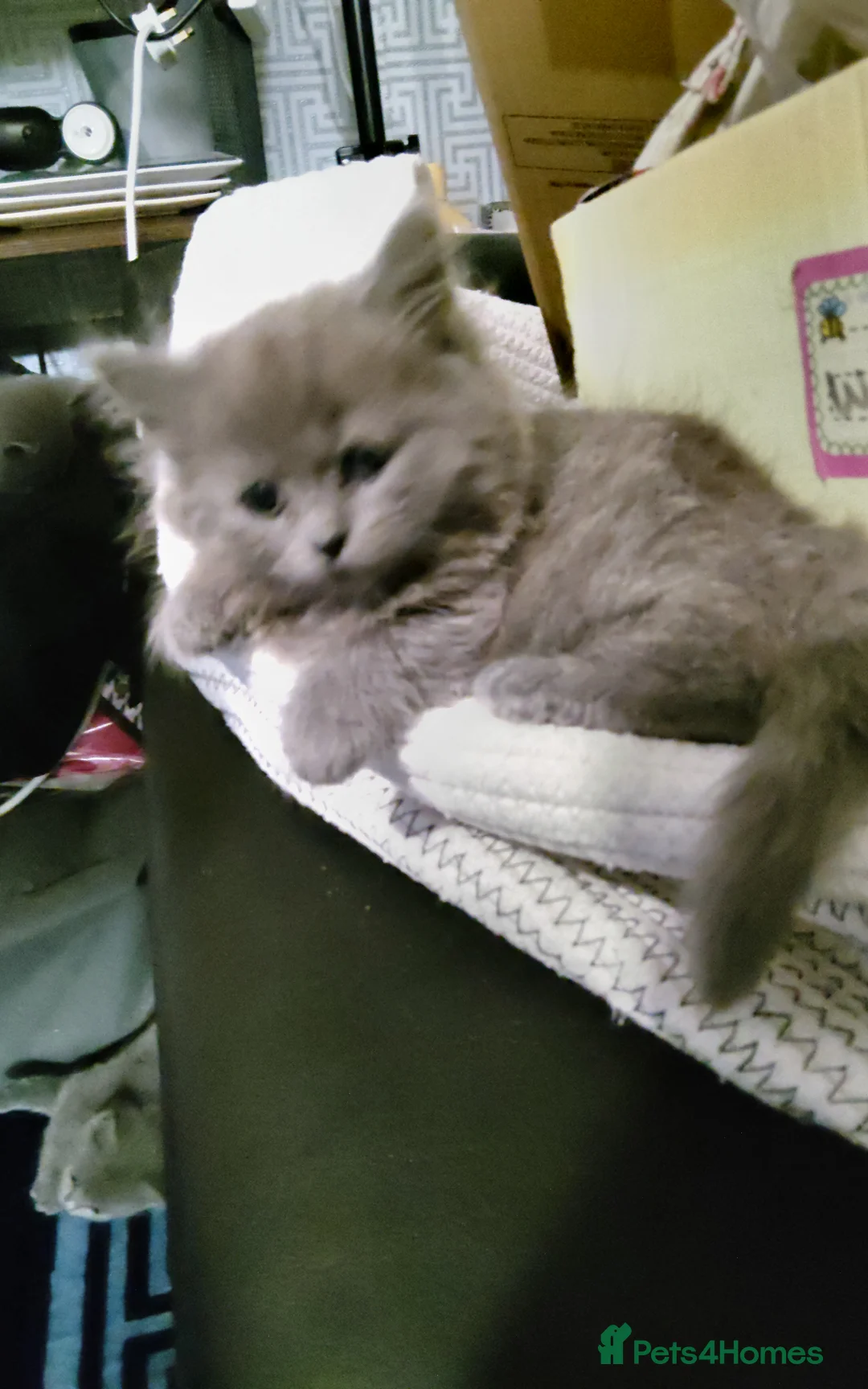 Mixed Breed cats for sale: 3 gorgeous kittens  - Advert 2