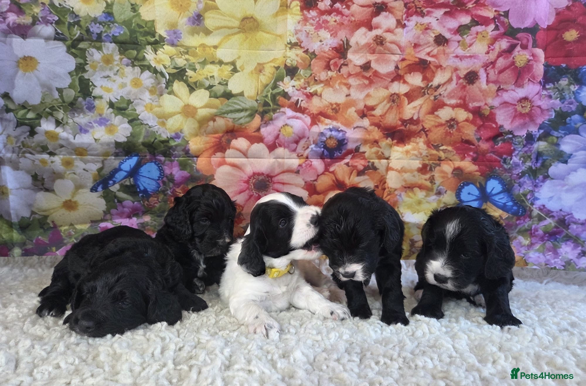 Sproodle dogs 🐶 Beautiful Sproodle Puppies For Sale 🐶 - Advert 1