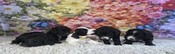 Sproodle dogs for sale: 🐶 Beautiful Sproodle Puppies For Sale 🐶 - Advert 1