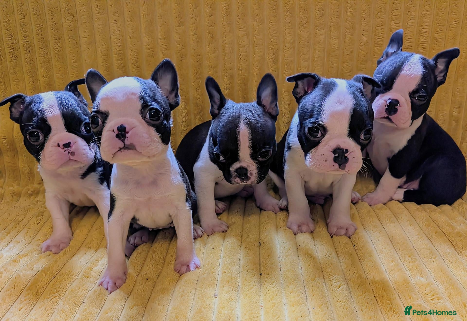 Boston Terrier dogs Adorable KC reg Boston Terrier  - Advert 6