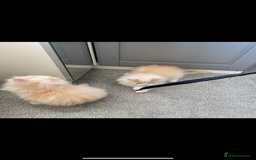 British Longhair cats for sale:  😻 BEAUTIFUL BLH 😻 2 boys READY TO LEAVE  in Milton Keynes - Image 7
