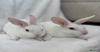 Rex rabbits - Advert 12