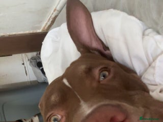 Mixed Breed dogs - Advert 12