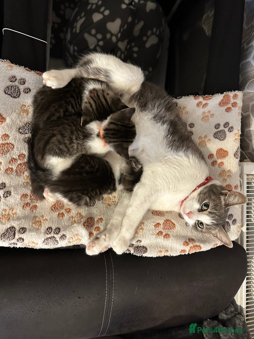 Mixed Breed cats for sale: Kittens for sale  - Image 4