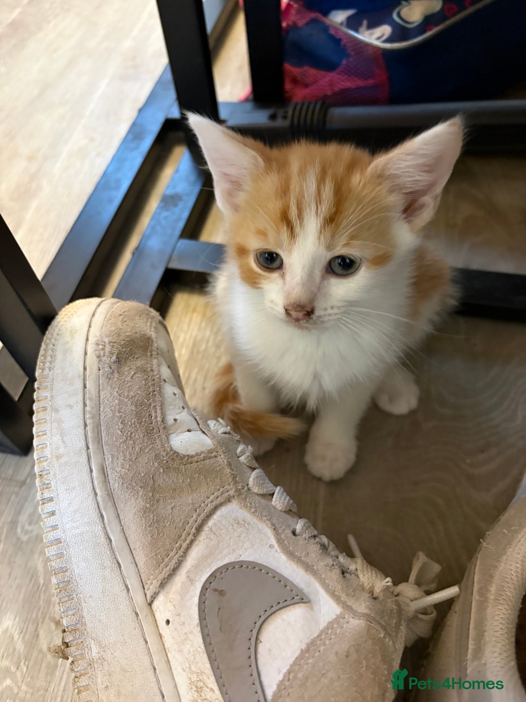 Mixed Breed cats for sale: 4 male kittens - Advert 5