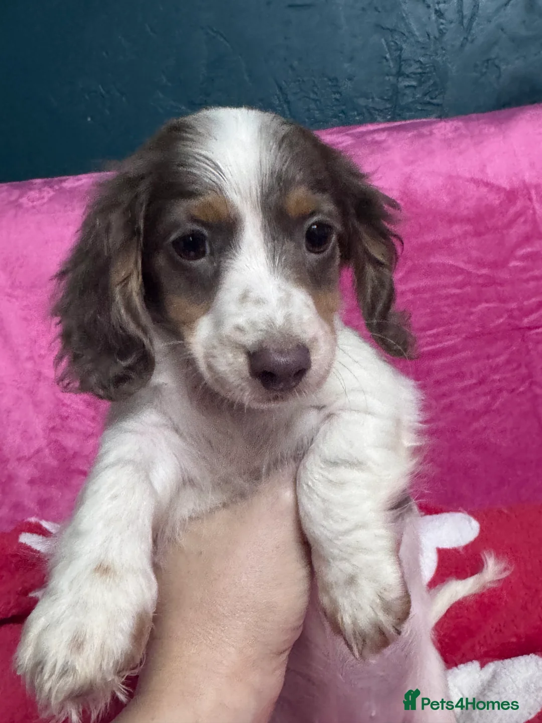 Miniature Dachshund dogs for sale: 4 cute piebald miniature dachshunds available  - Advert 4