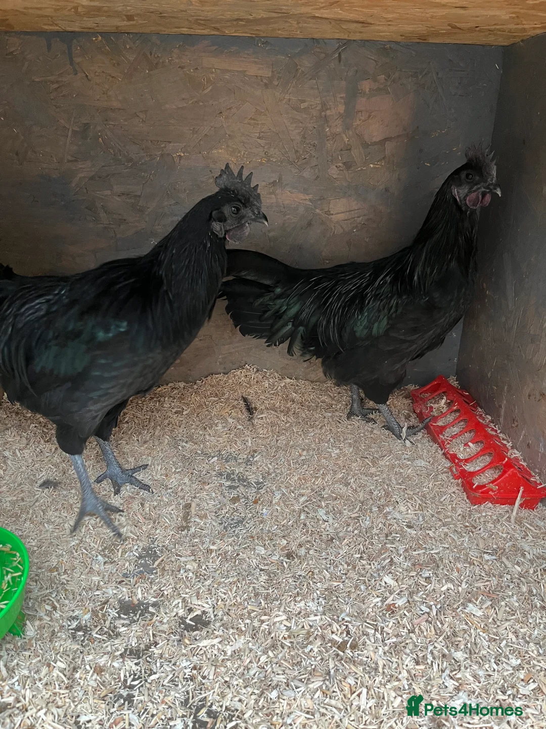 Chickens poultry for sale: Chicks, pullets, cockerels  - Advert 21