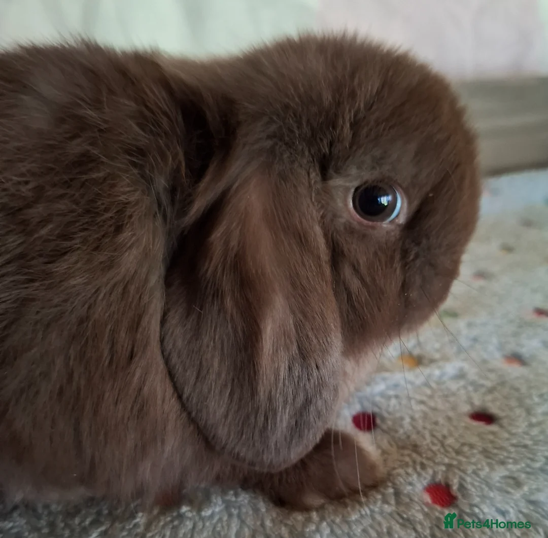 Mini Lop rabbits for sale: Mini lop bucks and does - Advert 2