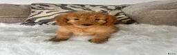 Cockapoo dogs for sale: F1 golden cockapoo puppies  - Advert 17