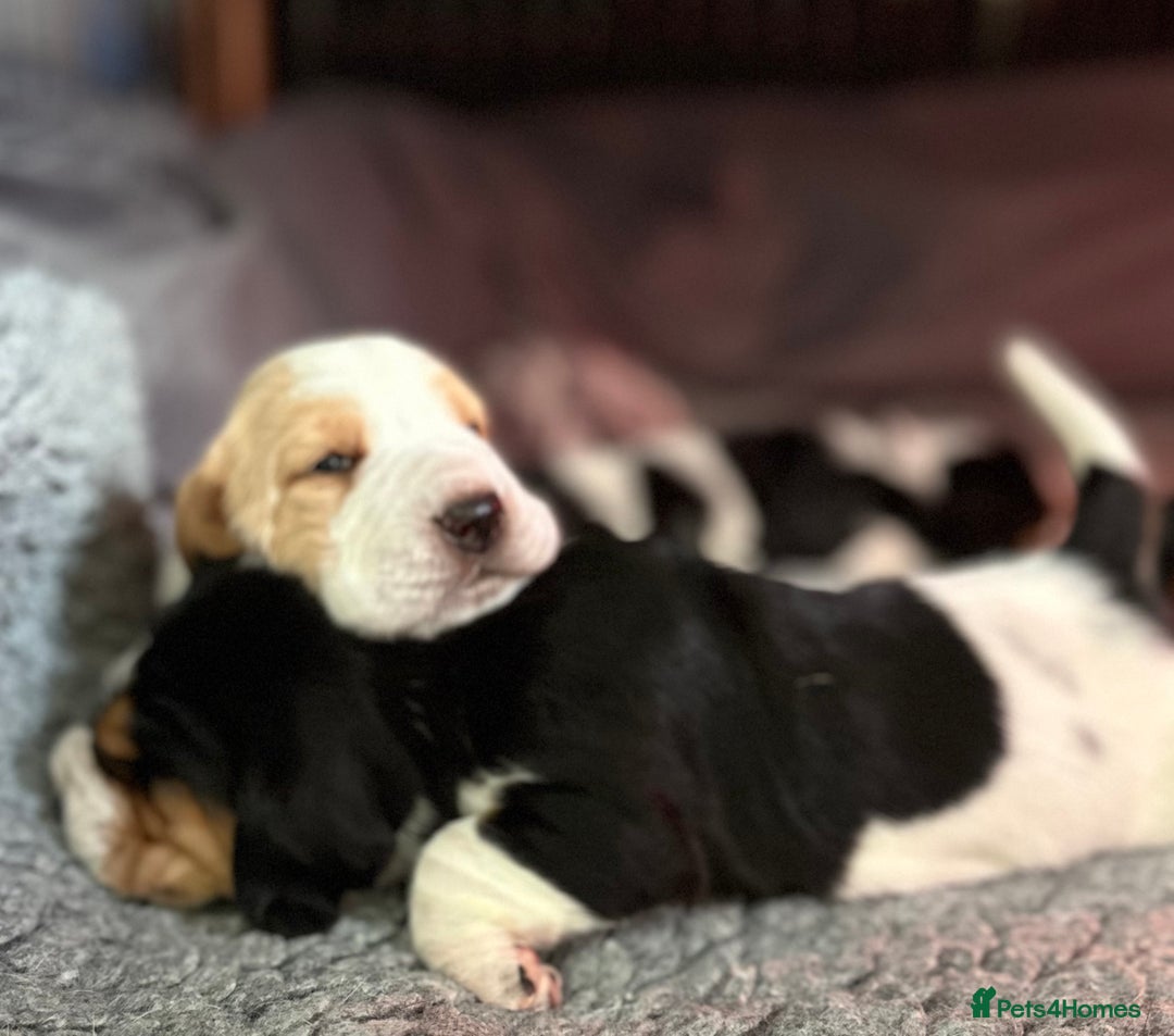Basset Hound dogs for sale: Basset Hound Puppies - Image 4