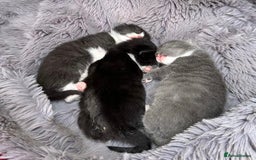 British Shorthair cats for sale: Gorgeous British Shorthair kittens! - Image 21