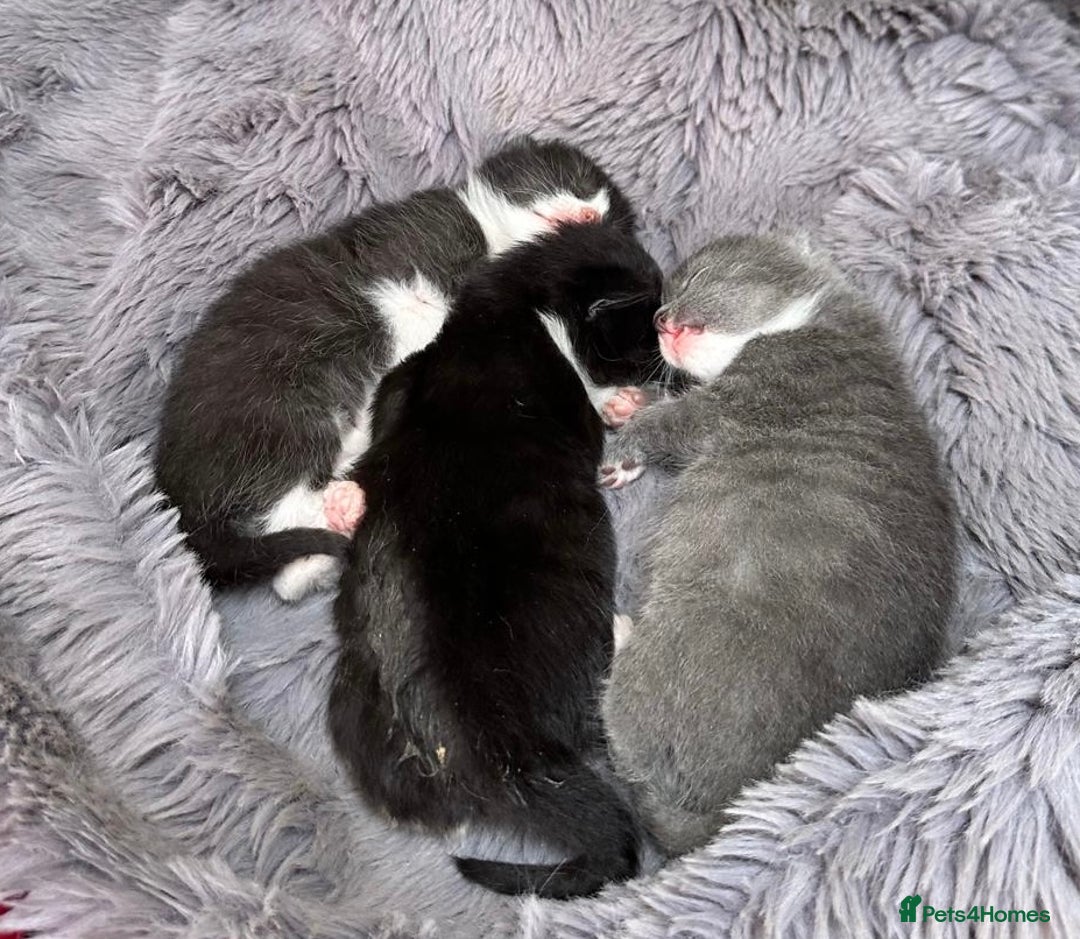 British Shorthair cats for sale: Gorgeous British Shorthair kittens! - Image 21