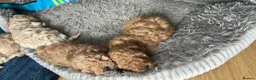 Maltipoo dogs for sale: ✨ 1 MALE LEFT Tiny Asian F1B Maltipoo Puppies ✨ - Advert 13