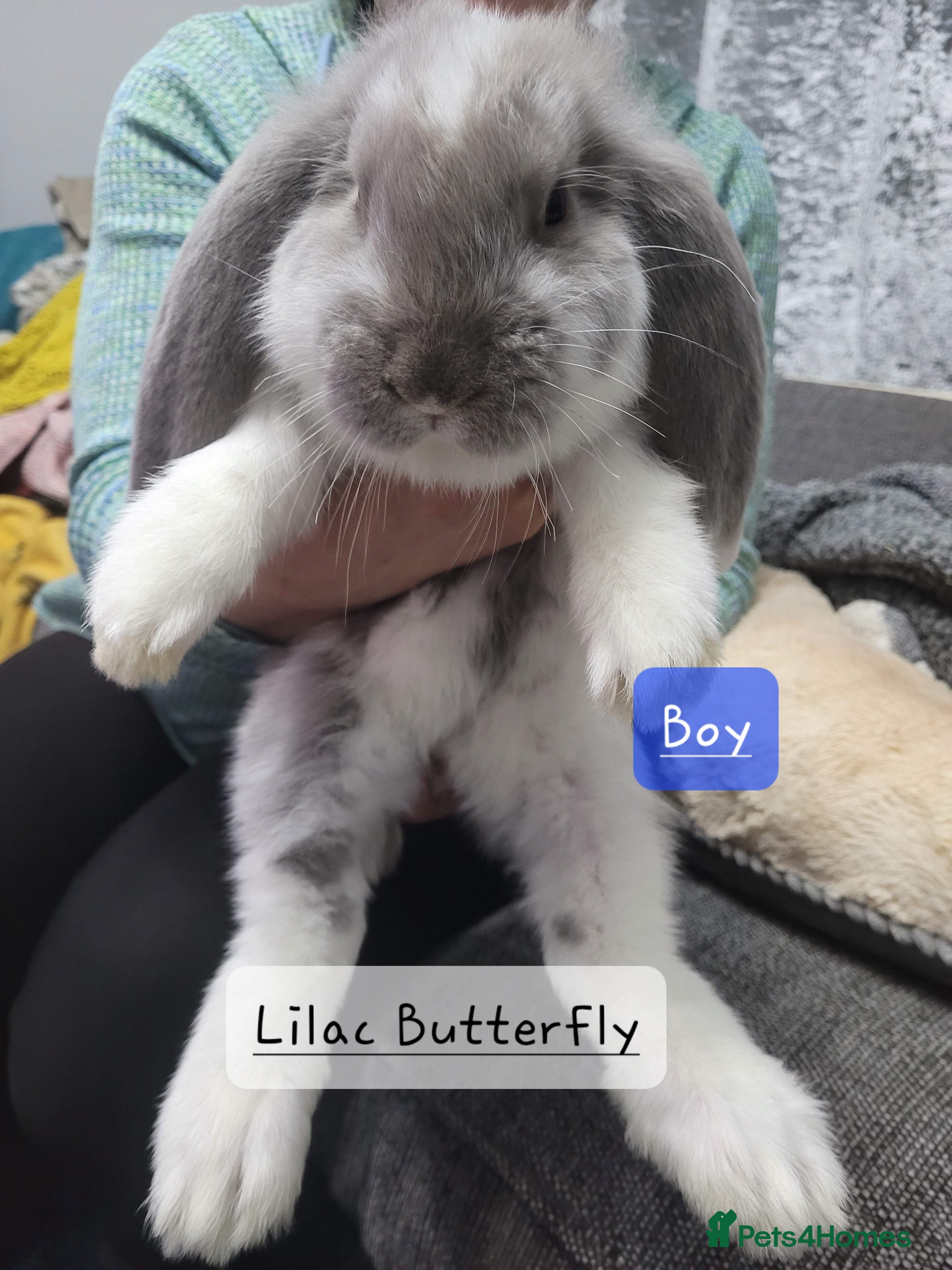 French Lop rabbits Pure Bred French Lop babies - Advert 1