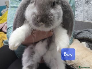 French Lop rabbits Pure Bred French Lop babies - Advert 1