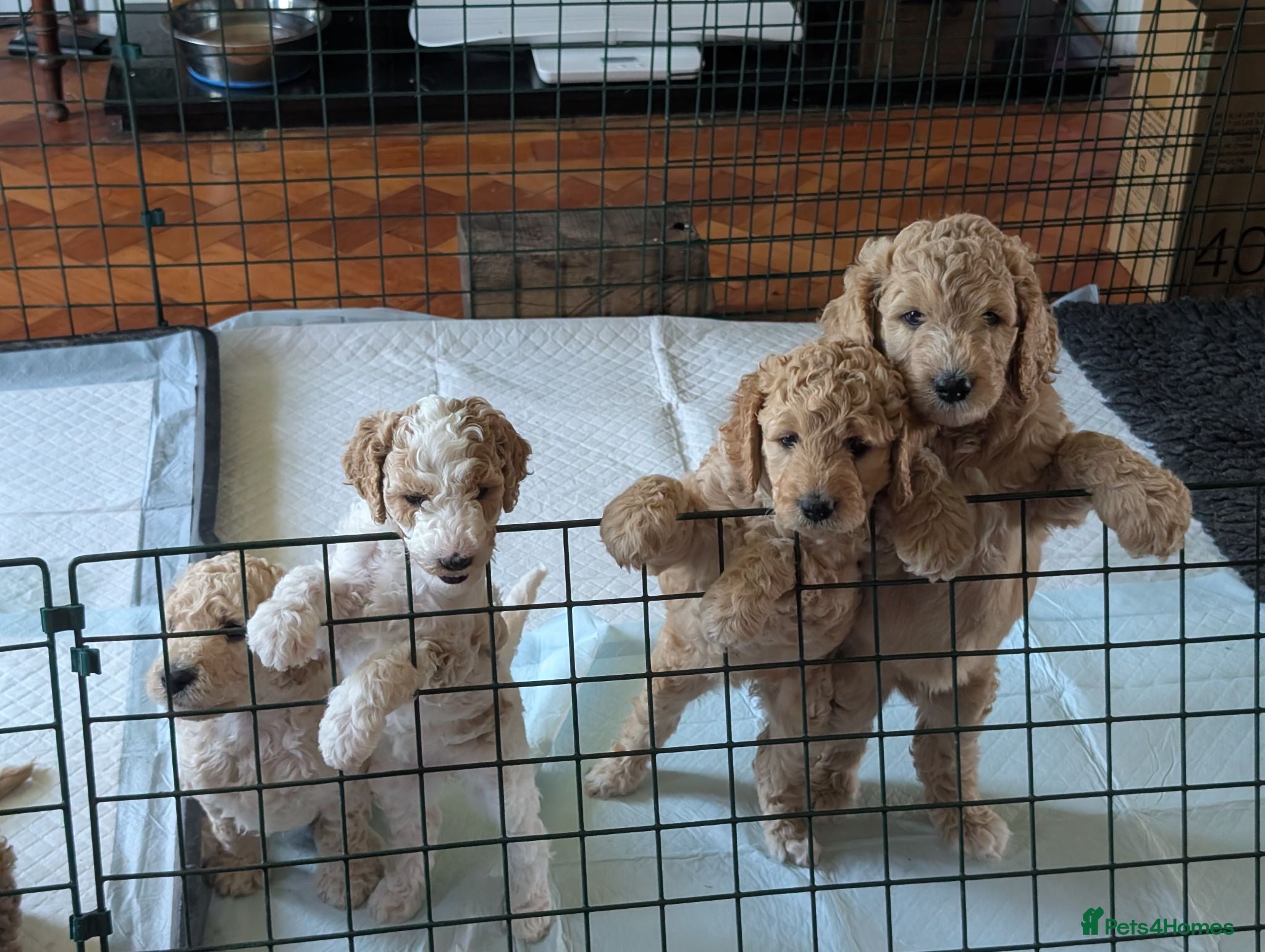 Goldendoodle dogs 🐾 Beautiful Standard Goldendoodle Puppies 🐾 - Advert 1