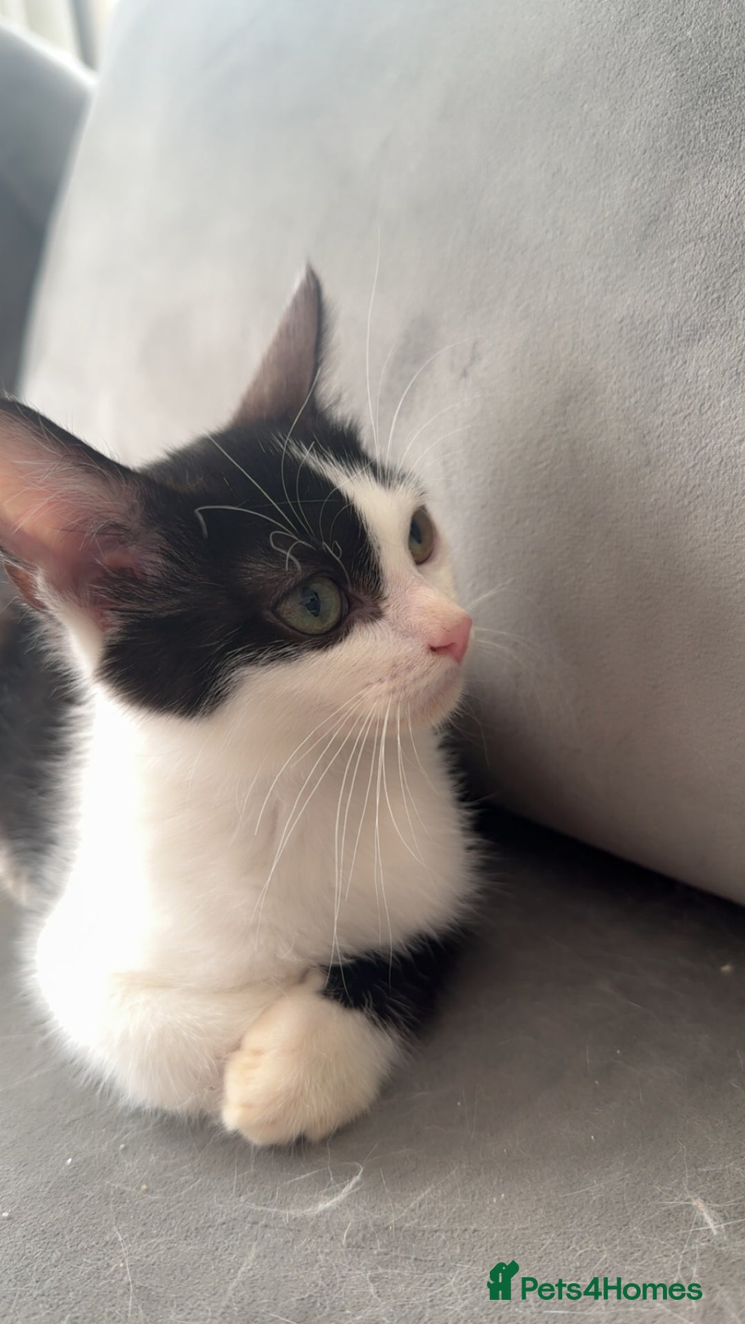 Ragdoll cats for sale: Gorgeous ❤️Bengal-Ragdoll Mix Kitten – £200 Today - Image 1