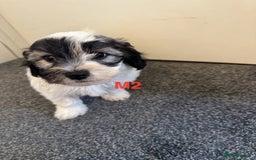 Bichon Frise dogs for sale: 4 Little puppies Bichon frise - Image 12