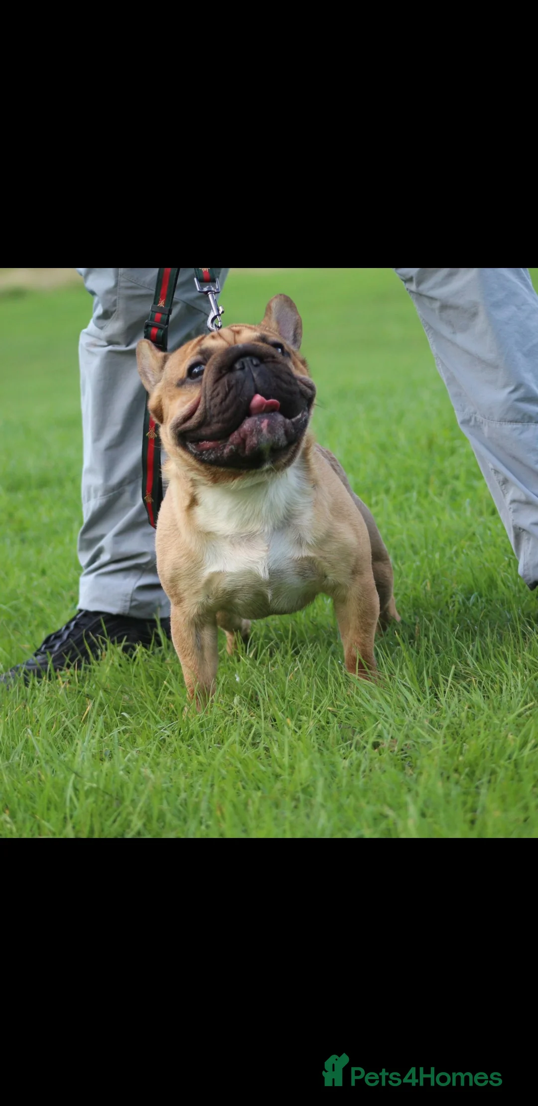 French Bulldog dogs for stud: French bulldog  in Manchester - Advert 11