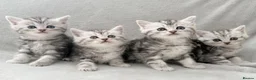 Persian cats for sale: Gorgeous chinchilla persian x Maine coon kittens  - Advert 8