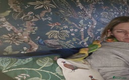 Lovebirds birds for sale: Beautiful hand reared baby love birds 🦜  - Image 3