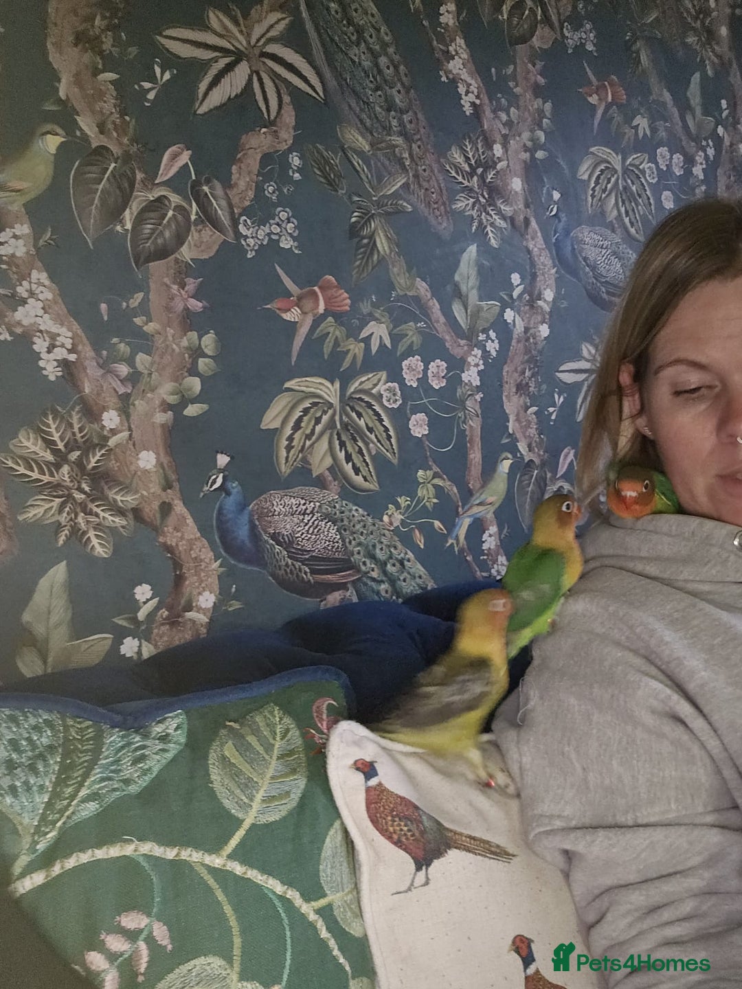 Lovebirds birds for sale: Beautiful hand reared baby love birds 🦜  - Image 3