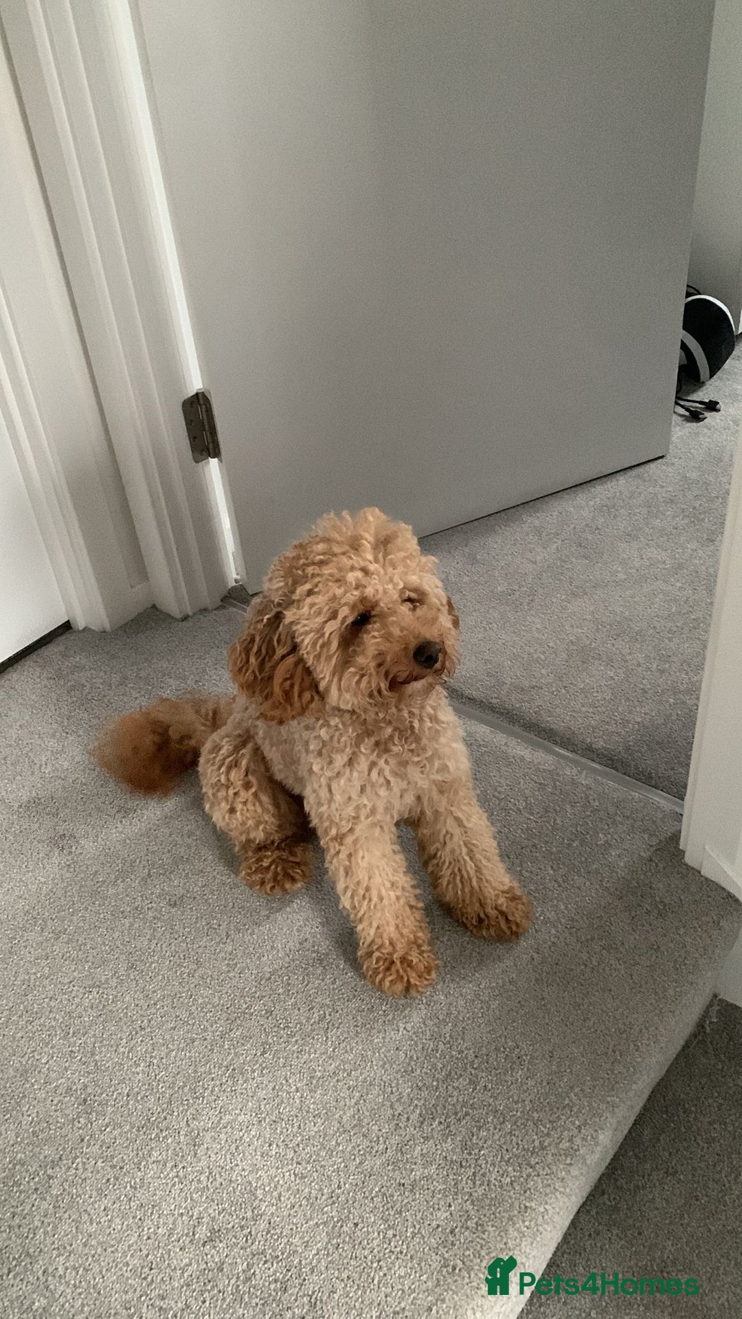 Cavapoo dogs for sale: Cavapoo  - Advert 3