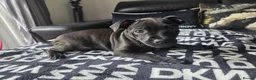 Patterdale Terrier dogs for sale: STUNNING FEMALE PATTERDALE TERRIER - Advert 2