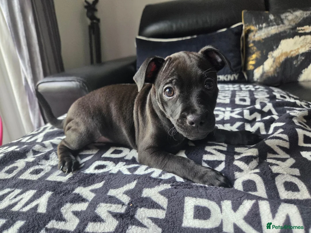 Patterdale Terrier dogs for sale: STUNNING FEMALE PATTERDALE TERRIER - Advert 2