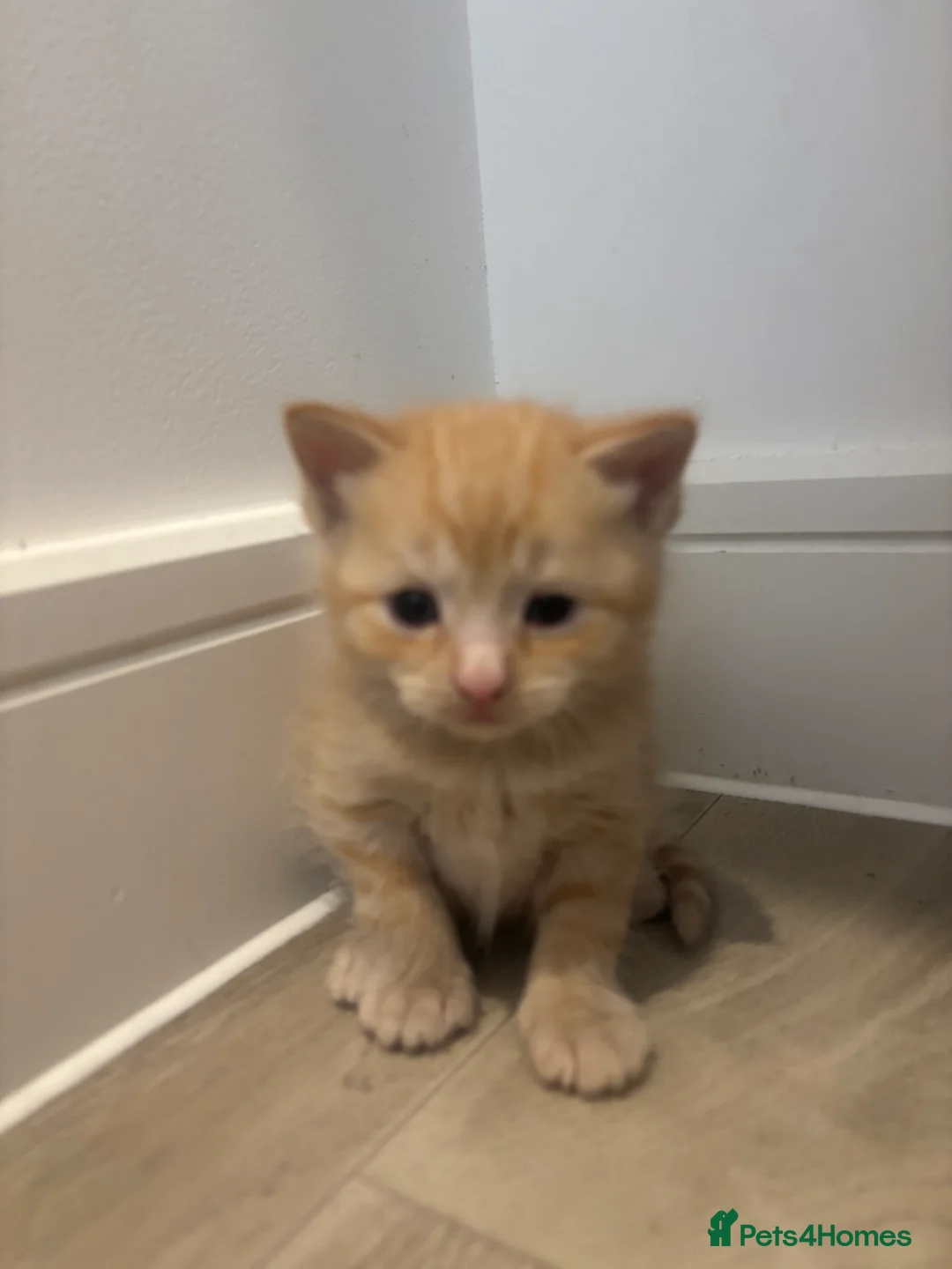 Mixed Breed cats for sale: TURKISH ANGORA / MAIN COON - Advert 18