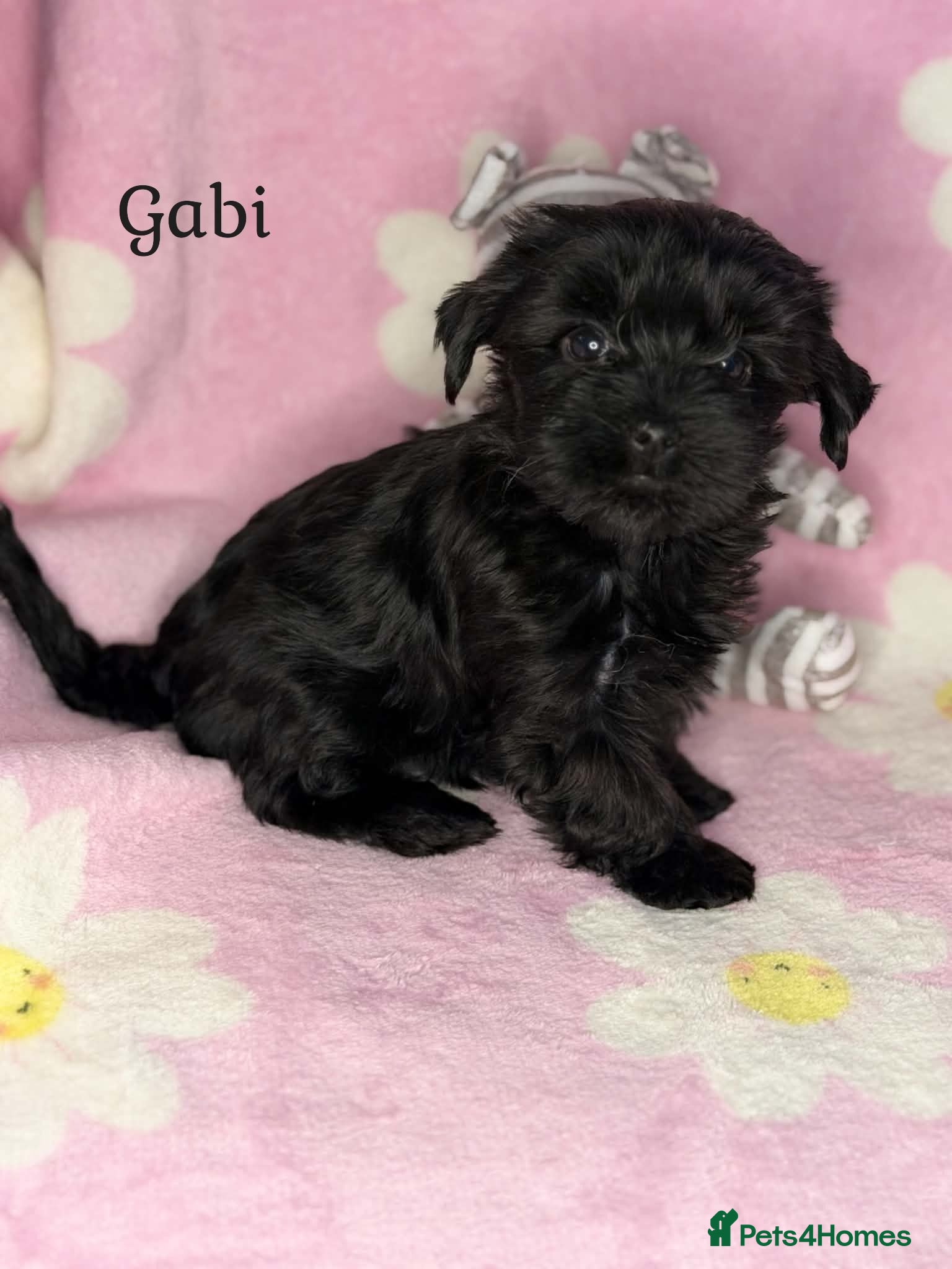 Yorkshire Terrier dogs Girls-Black Gorgeous Yorkshire Terrier-Ready 14.08 - Advert 3