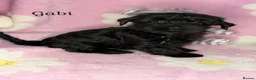 Yorkshire Terrier dogs for sale: Girls-Gorgeous Yorkshire Terrier-Ready 14 August - Advert 9