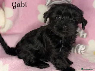 Yorkshire Terrier dogs Girls-Black Gorgeous Yorkshire Terrier-Ready 14.08 - Advert 3