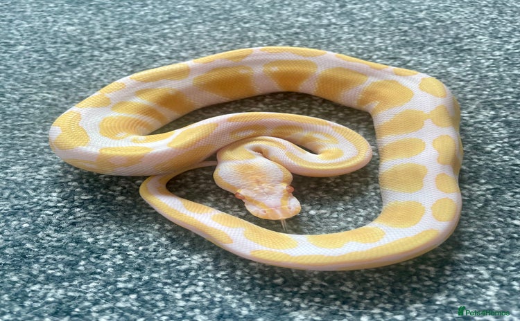 Python Snake reptiles - Advert 2