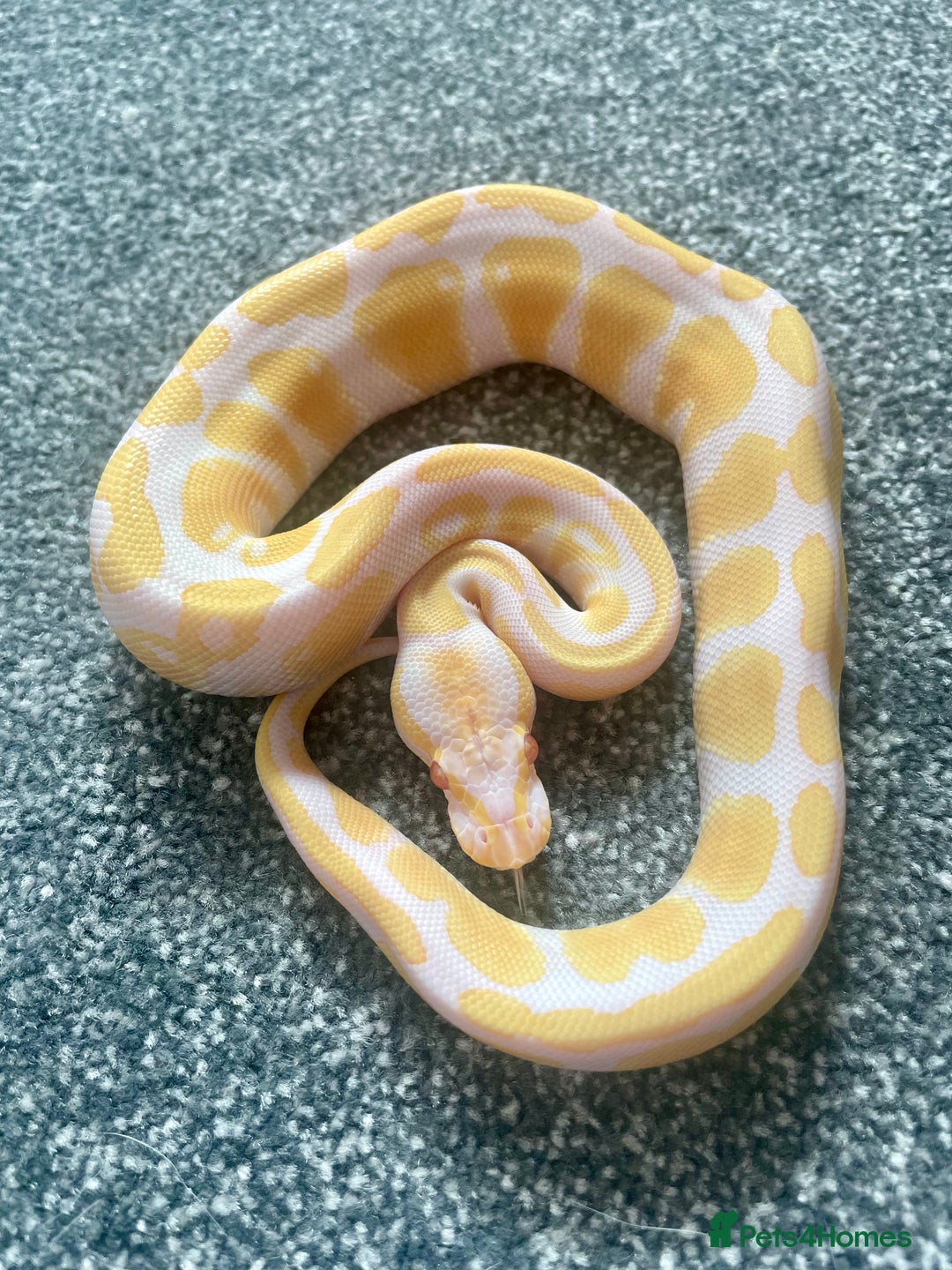 Python Snake reptiles for sale: Albino & 66% Het Pied Royal Python (Ball Python) - Image 1
