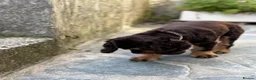 American Cocker Spaniel dogs for sale: Chocolate/tan American cocker spaniel  - Advert 7
