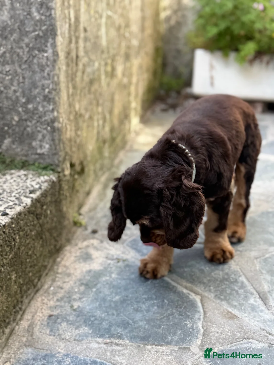 American Cocker Spaniel dogs for sale: Chocolate/tan American cocker spaniel  - Advert 7