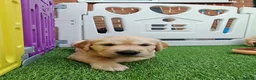 Golden Retriever dogs for sale: READY TO RESERVE  in Bradford - Advert 14