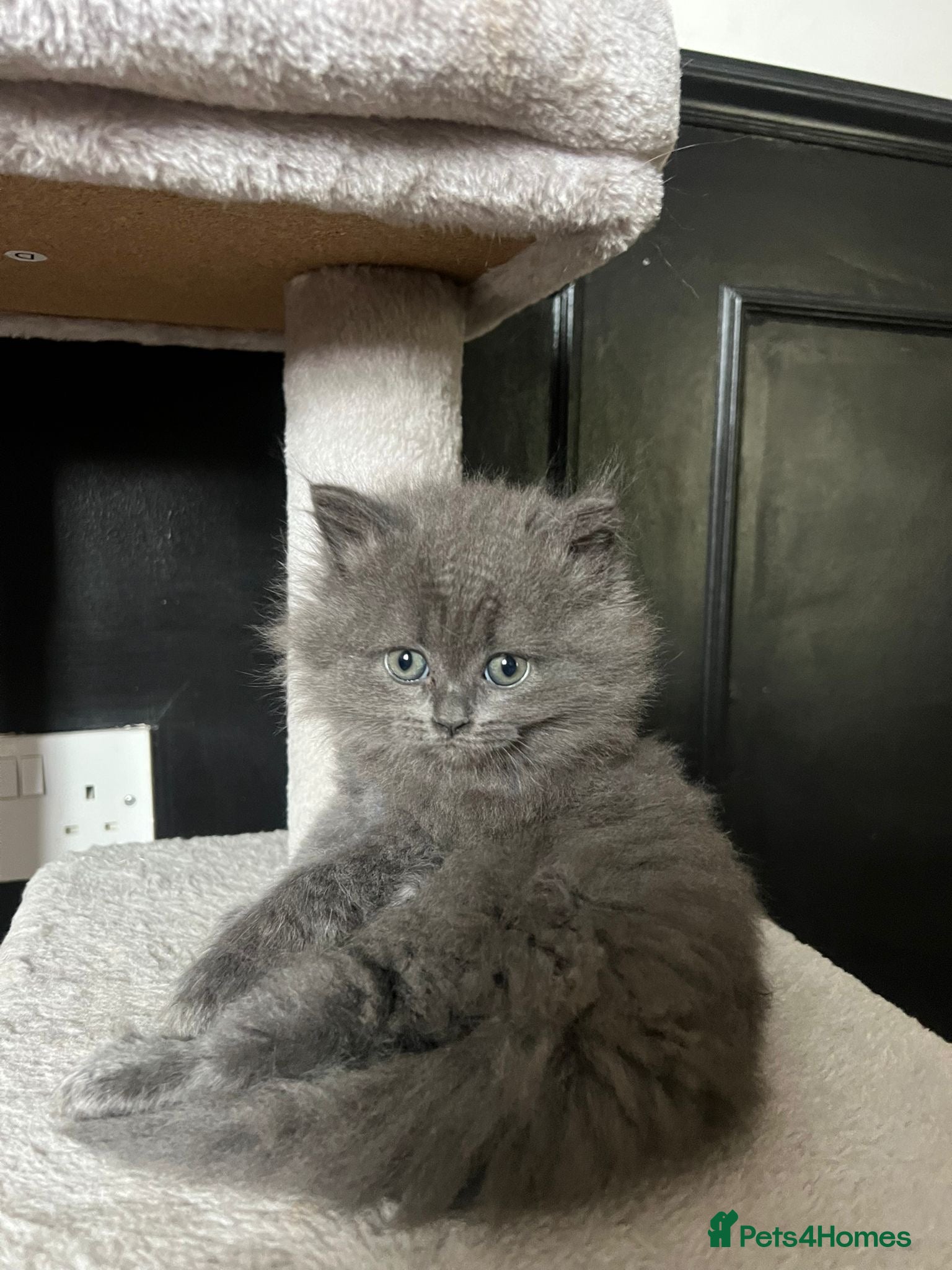 Scottish Fold cats for sale: 5 beautiful Scottish Fold’s kittens  - Advert 22
