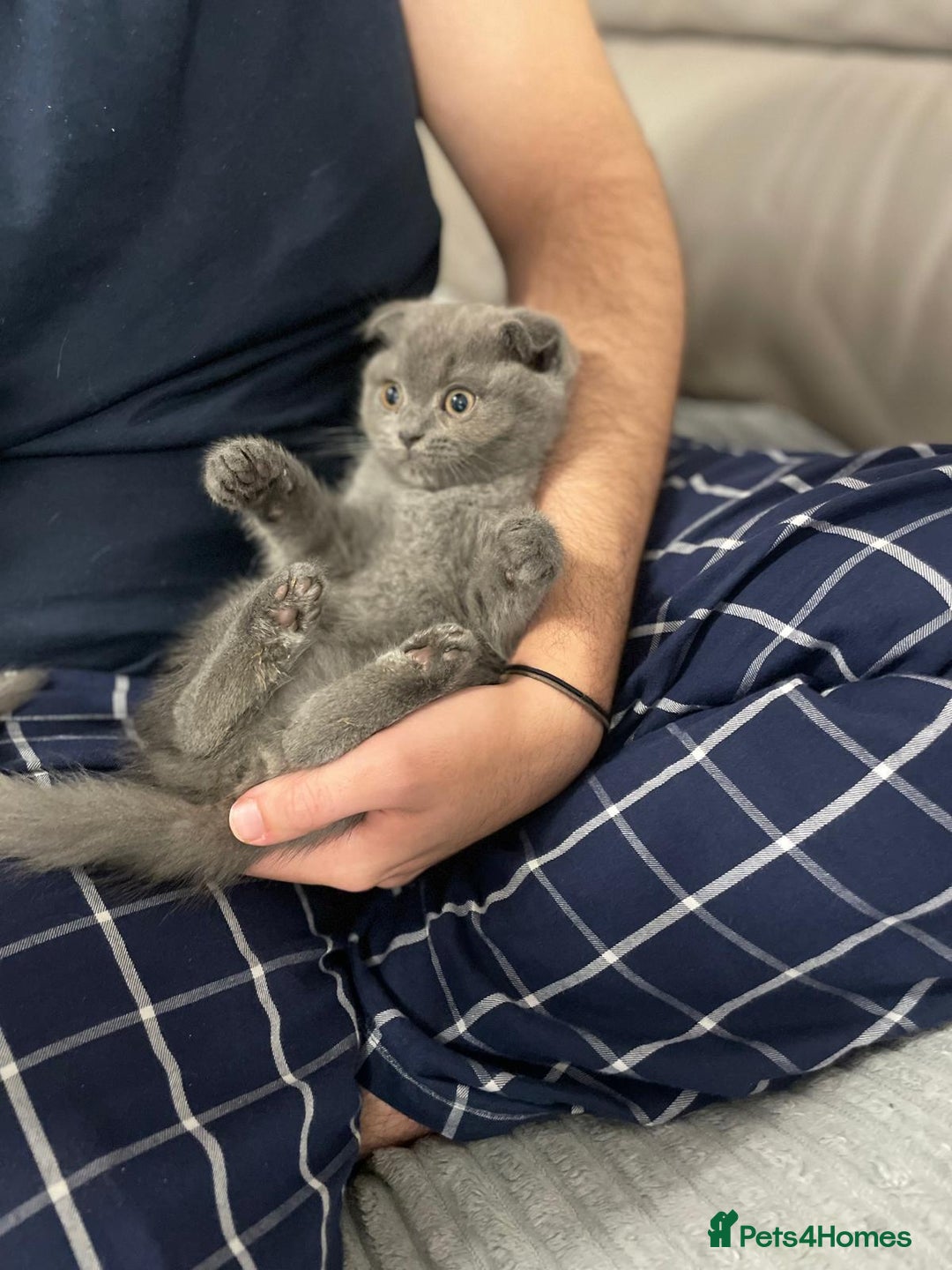 Scottish Fold cats for sale: Very Friendly Kittens, Pedigree Scottish Fold  - Advert 6