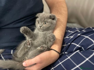 Scottish Fold cats Very Friendly Kittens, Pedigree Scottish Fold - Advert 1