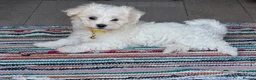 Maltese dogs for sale: My little girl - Advert 7