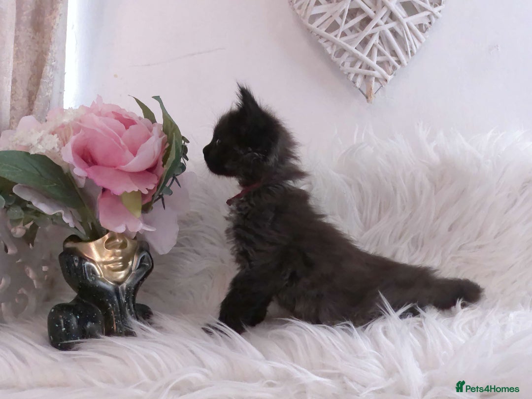 Maine Coon cats for sale: 2 kittens left In Search of Loyal Human Servant - Image 17