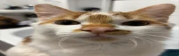 Domestic Shorthair cats for sale: Pumpkin - Advert 5